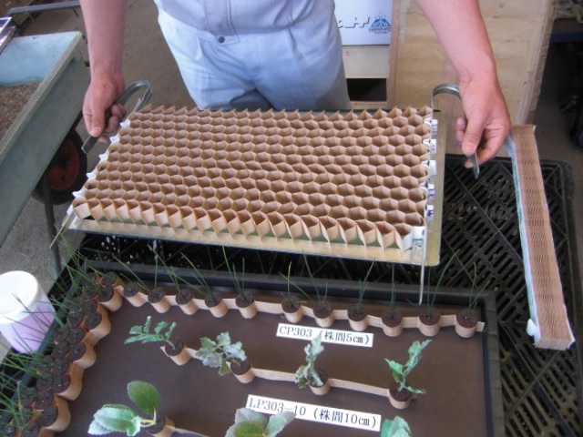 Mudas de vegetais e o pote de corrente de papel